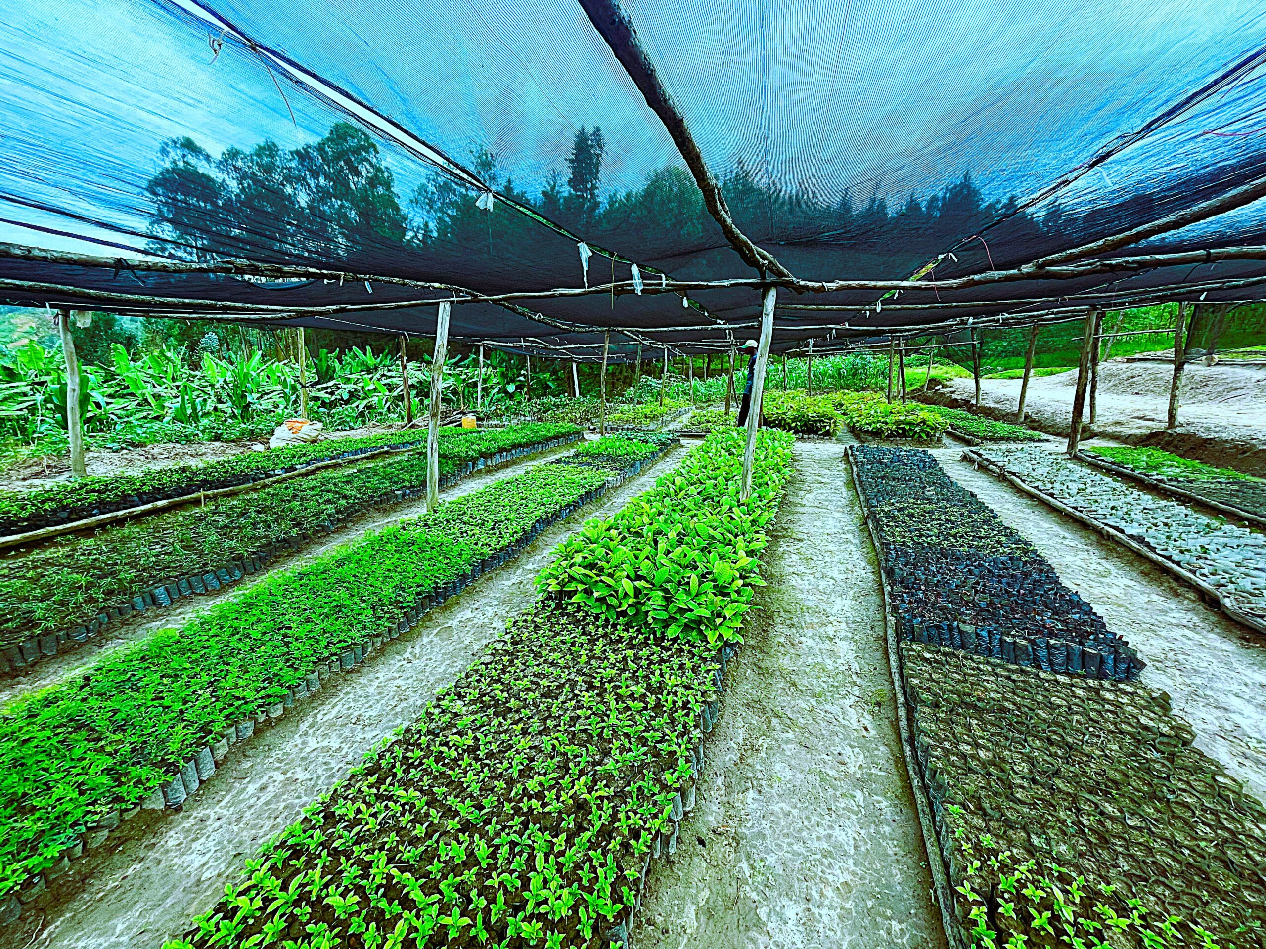 Tree Seedlings Tree Seedlings