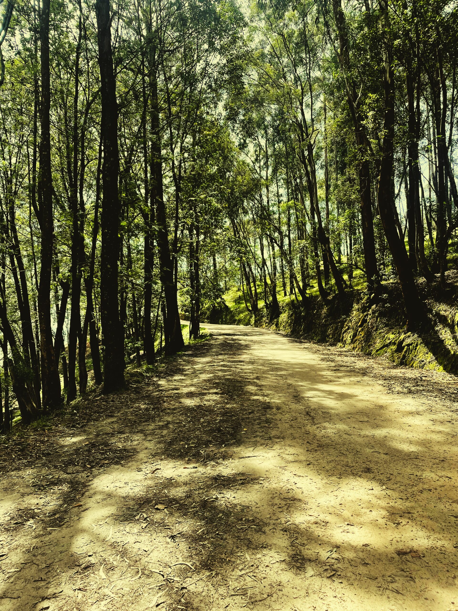 Forest Forest