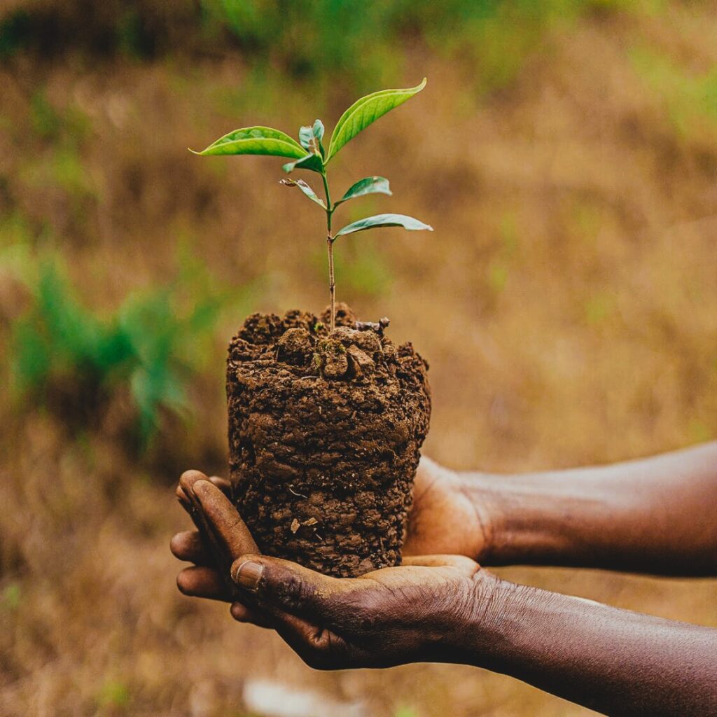 A young green seedling
