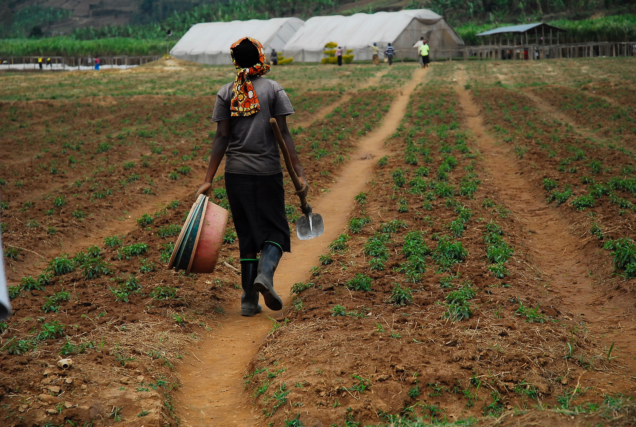 Sustaining_future_agriculture_in_Rwanda (1) Rulindo